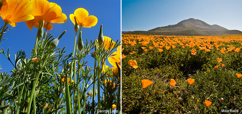 eschscholzia californica is a native species of poppy native to california and sunset