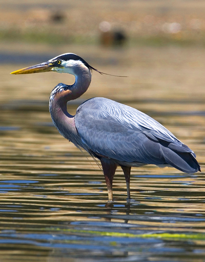 The Great Blue Heron Is The Largest Heron In North America