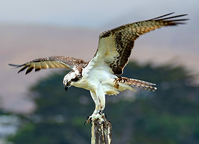 Osprey (Pandion haliaetus) landing on Los Osos dock