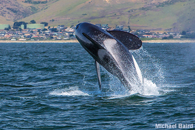 Orca leaping Morro Bay